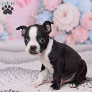 Jerry, Boston Terrier Puppy